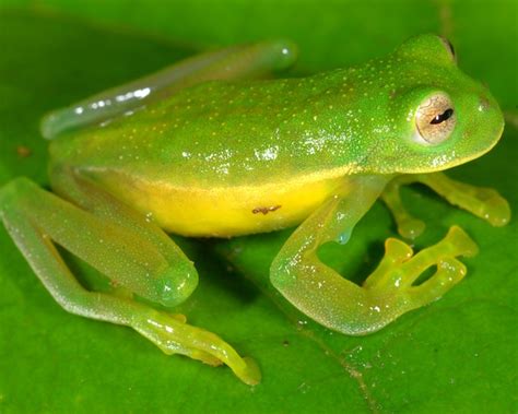  カエルは本当にジャンプが得意なのか！ slimy slick-skinned amphibian dwells in damp environments