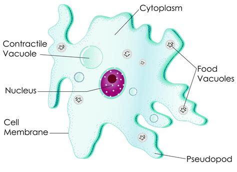  モーラ: 水中を這い回る不思議な単細胞生物の生態を探る！