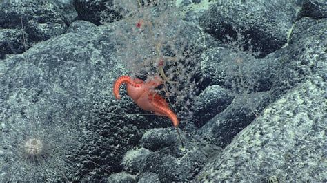   YELLOW GOBLET CORAL 驚異の色彩変化と独特な捕食方法を持つ、深海の宝石！